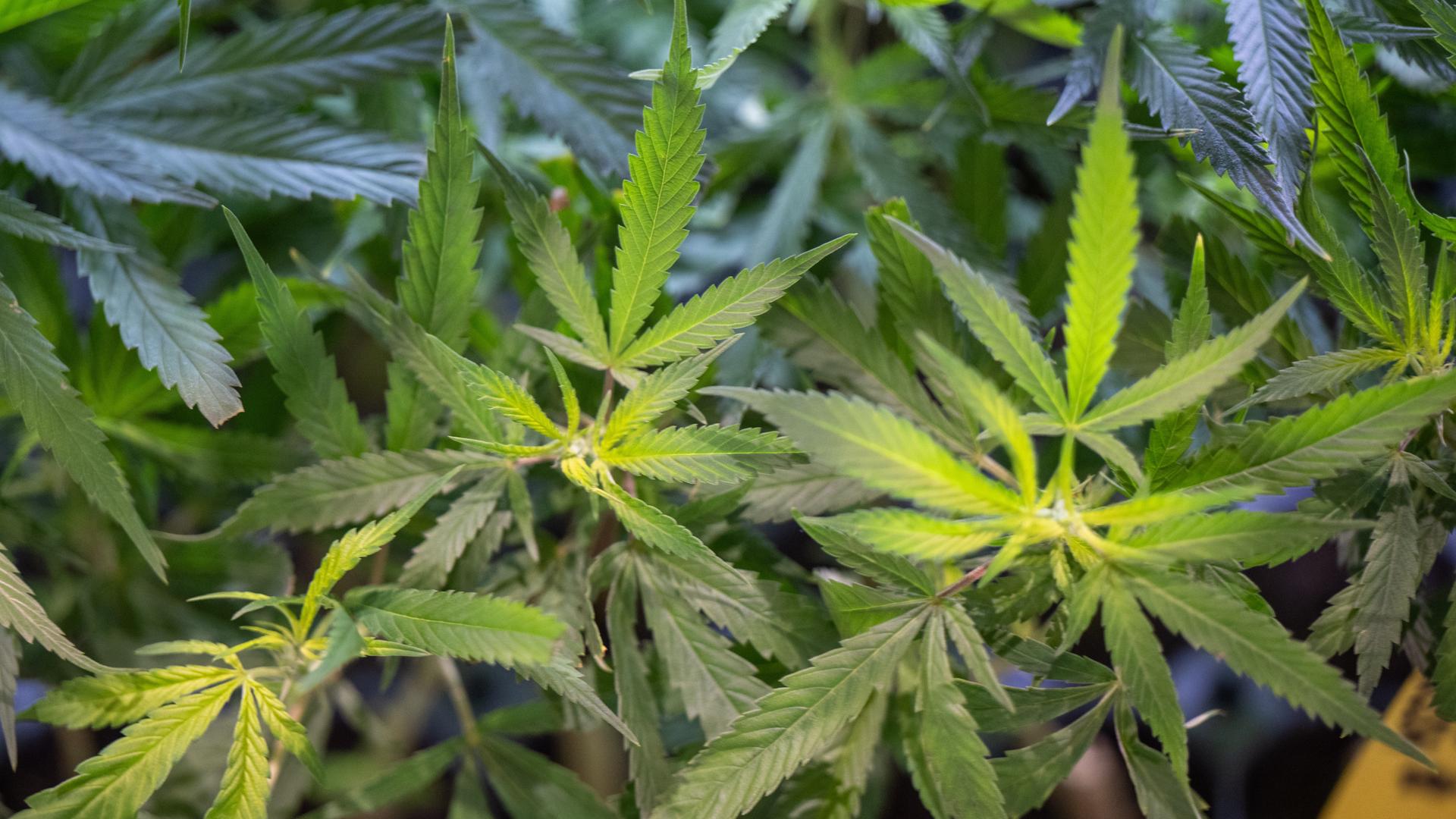 Hessenschau Today: Cannabis, City Safety & Youth Issues Unpacked